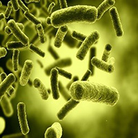 Pruebas Rápidas para E-coli